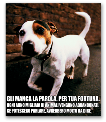 Adozione cane